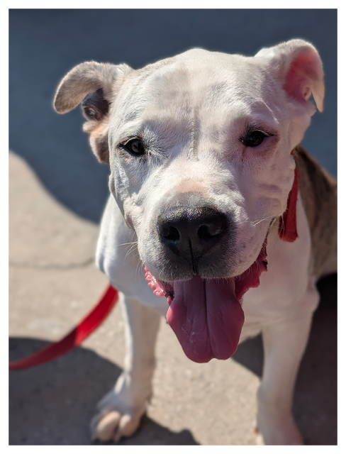A close-up of a white and light brown bully mix dog with floppy ears, sitting on a sunny pavement. The dog has a friendly expression, its mouth open and tongue hanging out. A red leash is attached to betty's collar. 
