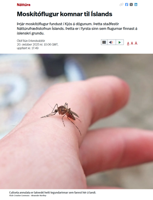 Nature

Mosquitoes have arrived in Iceland
Three mosquitoes were found in Kjós recently. This has been confirmed by the Icelandic Institute of Natural History. This is the first time that the flies have been found on Icelandic soil.

Olof Run Erlendsdottir

October 20, 2025 at 10:06 GMT,updated at 17:49

Image of a mosquito, of the species Culiseta Annulata.
Culiseta annulata is the Latin name for the species found in this country.

Flickr Creative Commons – Alexander Northey