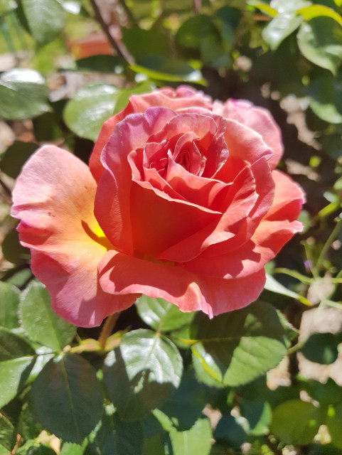 Photo of a single, full apricot pink rose in full bloom, with some yellow tones at the bottom of the petals. The bloom is surrounded by rose leaves in the sunshine.