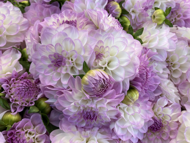 Dahlia blooms with creamy white petals tipped with lavender, and lavender on the underside. They're gorgeous. 