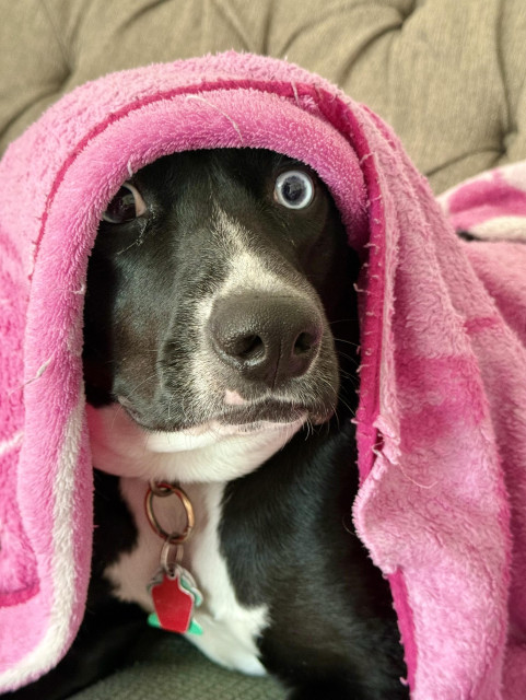 Bubbles the dog, a pink blanket draped over her head, eyes wide open as she woke up from a deep sleep.