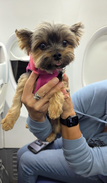 Tiny hand-sized Yorkie wearing a pink vest, being held by someone on an airplane wearing a long sleeved blue shirt and blue jeans. A tiny bit of the dog's tongue is showing. 