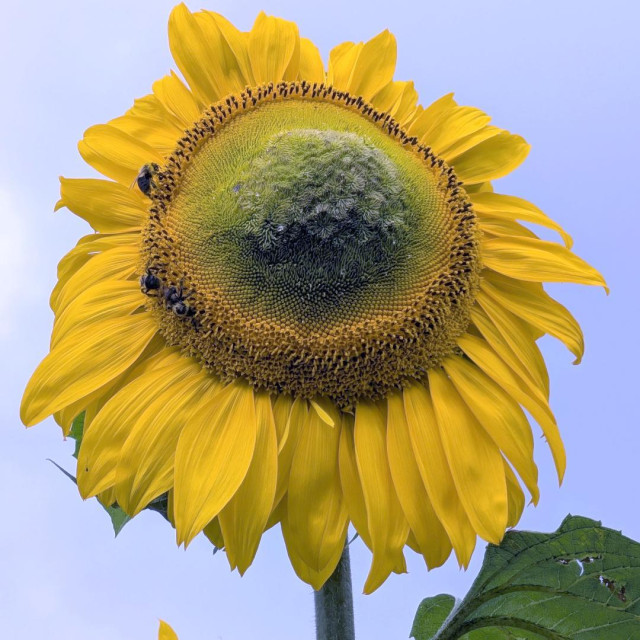 A close-up photo of a large sunflower with bright yellow petals against a pale blue sky. The flower’s center shows an unusual pattern of green and brown textures, and several bees are clustered along the lower edge, collecting pollen.