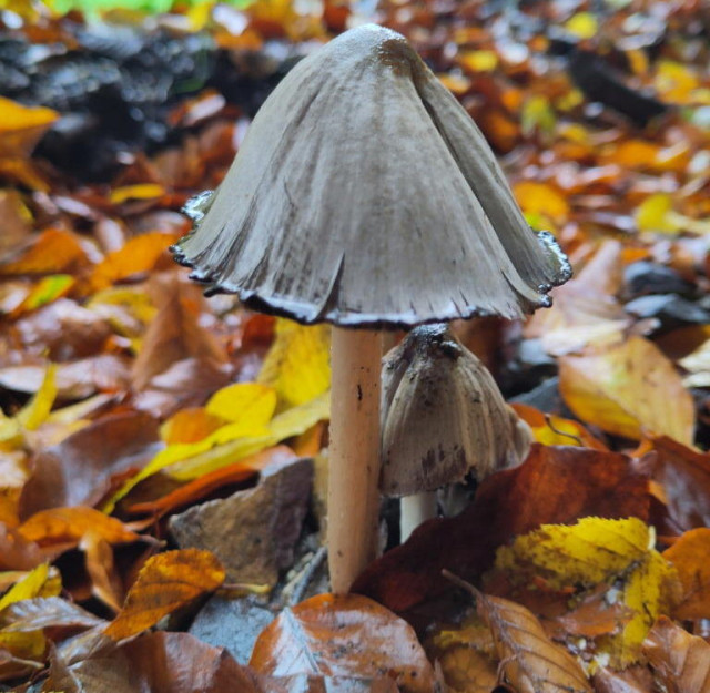 Foto eines Faltentintlings. Der graue leicht gefaltete Hut steht auf einem cremeweißen Stiel mitten im bunten und nassen Herbstlaub. Unter dem großen Pilz ist ein zweiter kleinerer Pilz zu sehen.
