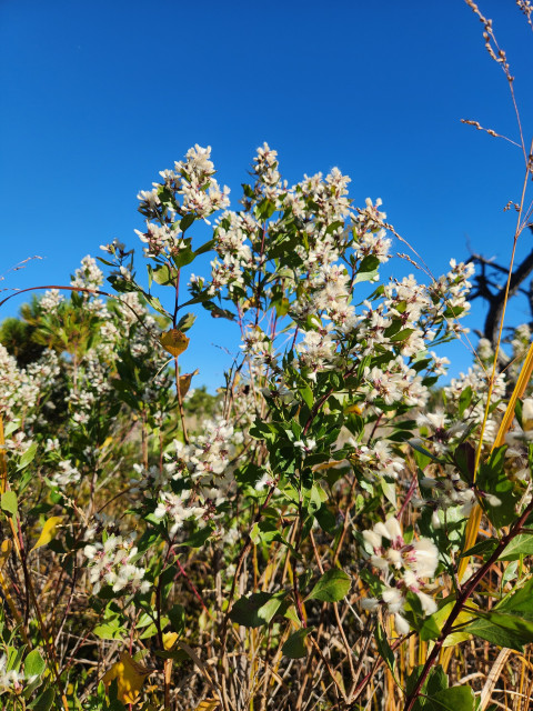 Groundsel tree flowering against a blue sky. The shrub has multiple branches with white feathery flowers.