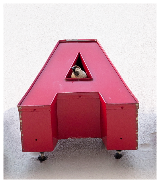 low-angle view of a box letter attached to a white stucco facade. a sparrow peeks out and looks right from the empty triangle in the letter.