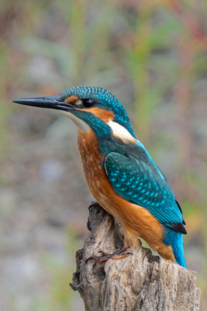 This side-on close-up shows a male kingfisher perched on a thick, broken dead branch against a backdrop of sparse, blurry vegetation. The vividly coloured bird is predominantly turquoise and orange, with white patches.