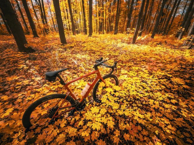 Photo of a red BMC Roadmachine road bike standing in a forest full of beautiful autumn colours. The floor of the forest is covered in a blanket of saplings that are grown to about half the height of the bikes wheels. The saplings are showing orange and yellow and brown leaves. In the distance, there are many tall, slender tree trunks. A blue sky is peeking through the yellow and orange leaves of the trees 