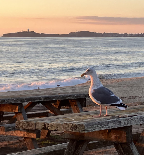 A gull stands on a wood picnic table, looking out at the ocean as sunset approaches. There are a few other small birds right at the shoreline, where a small wave is breaking, but the close-to-the-camera gull is the main focal point. The sky is beginning to turn a peachy pastel orange. 