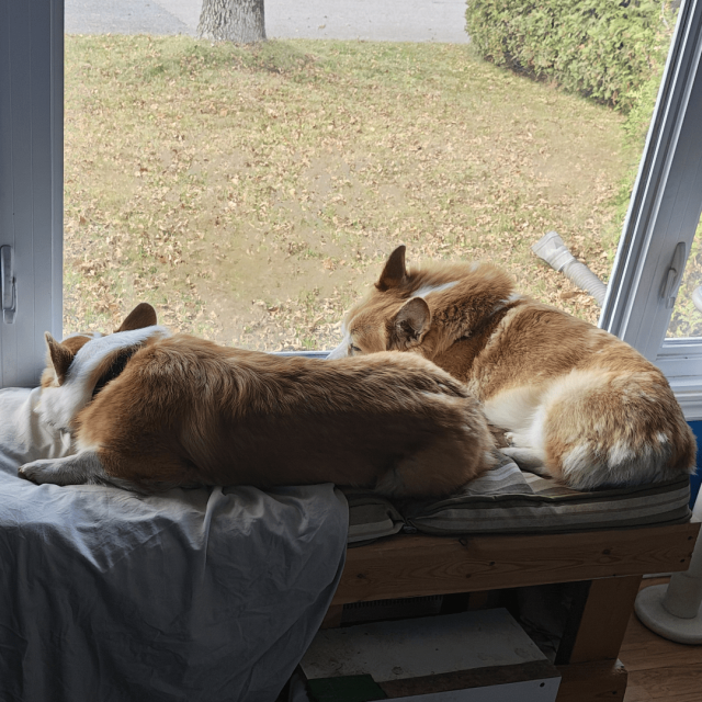 the dogs sleeping on their perch