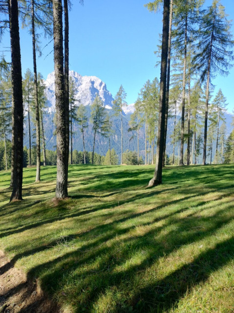 The edge of a forest flooded by sunlight. The Sexten Dolomites rise in the back.