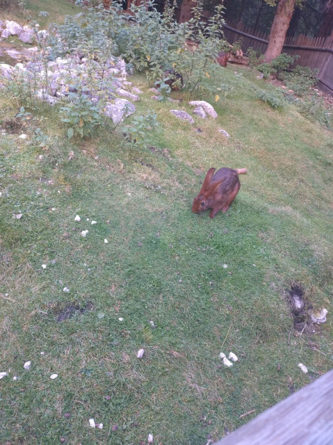 Some rabbits chill at Talschlusshütte.