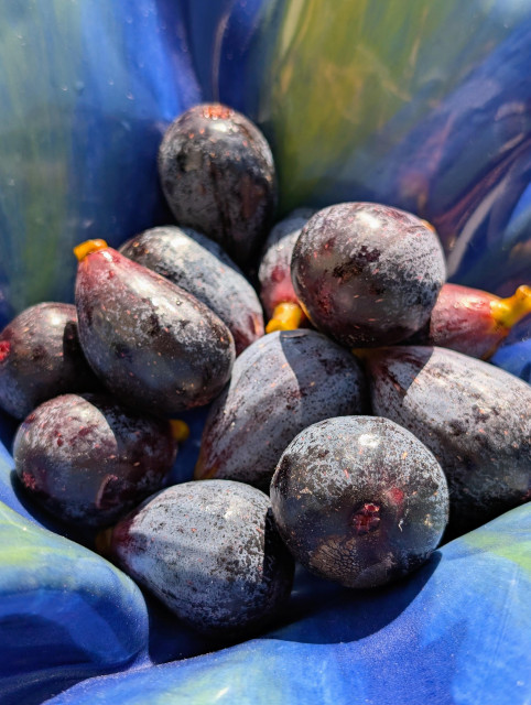 Photograph of a bunch of black Mission figs that I harvested from my tree today, nestled in a blue and green bowl I made.