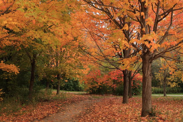 This is an autumn season photo taken at a "T" intersection of two paths. A number of the trees are in the foreground which still have colourful leaves attached. Some of the leaves however have fallen and cover the ground. The background has vegetation that is still green in places. This photo definitely has an autumn vibe and feel to it.  The frame is filled with colour.