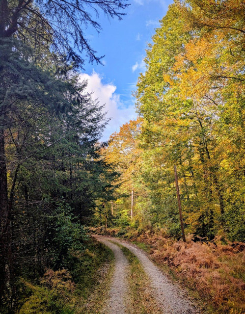 A dirt road curves through a forest. The trees on the left are mostly green, while the trees on the right display yellow and orange autumn foliage under a blue sky with white clouds.