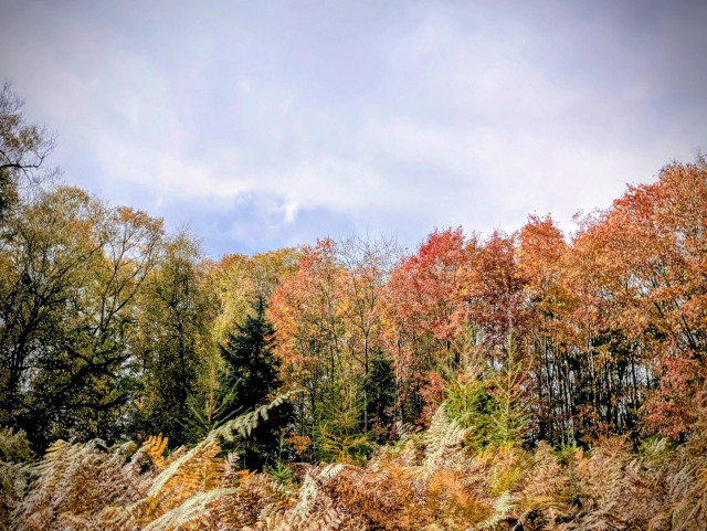 A view of a dense forest with autumn colors. The foreground is filled with dry, reddish-brown ferns, leading back to a mix of green pine trees and deciduous trees with red, orange, and yellow leaves under a cloudy sky.