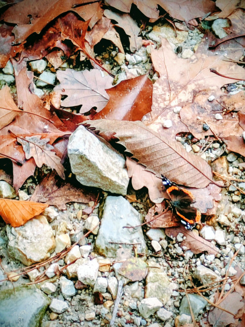  A close-up, high-angle view of a forest floor covered in dry brown leaves, small rocks, and twigs. A Red Admiral butterfly rests on a leaf in the lower right.