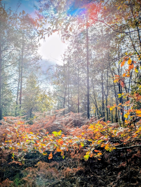 A low-angle view looking up through a sunlit forest. Bright light filters through the tall trees, creating lens flare, while branches with orange and yellow autumn leaves and reddish-brown ferns fill the foreground.