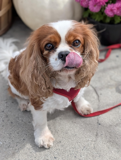 cavalier King Charles spaniel sits on concrete in front of planters of mums with the red harness and lead. they're making eye contact and licking their tongue (mlem).