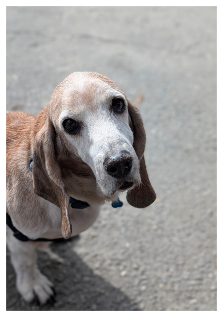 A close-up of an elder Basset Hound with a graying muzzle and long floppy ears, wearing a blue collar and harness, stands on a paved surface and looks up with soulful, dark eyes. his fur is tan and white.