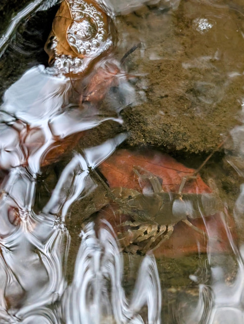 Photograph of a crawdad under rippling water. The mud-colored crawdad is standing on a red leaf that had fallen into the creek, making the crawdad's natural camouflage less effective. CC BY-SA Kate Zimmerman.