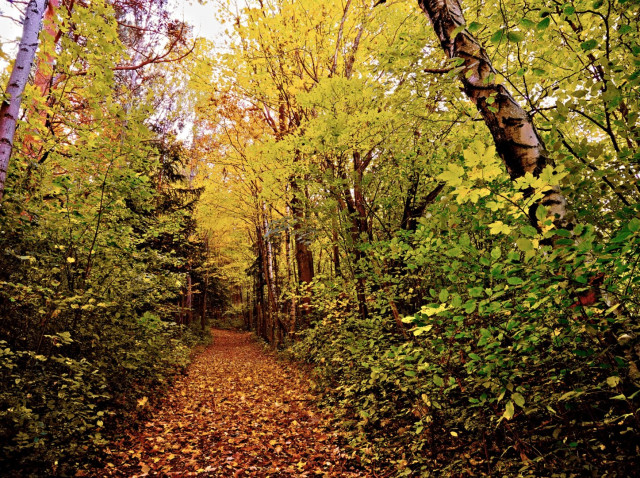Autumnal forest on the hoheck, lower austria