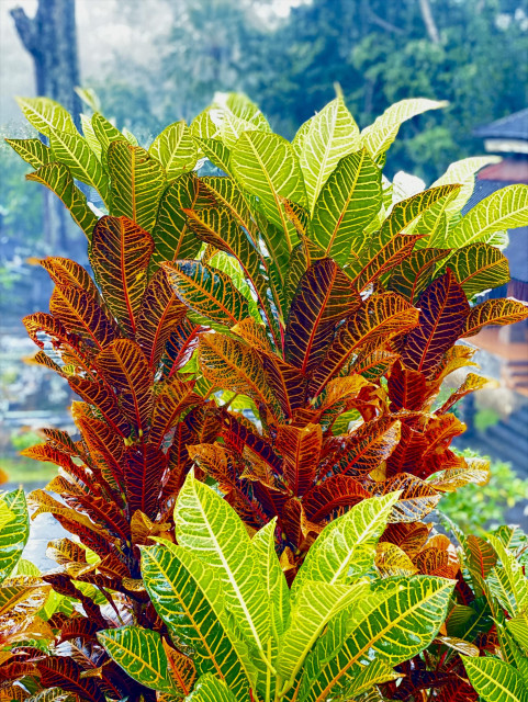 Not flowers; lush bunch of green and brown leaves of a garden croton 