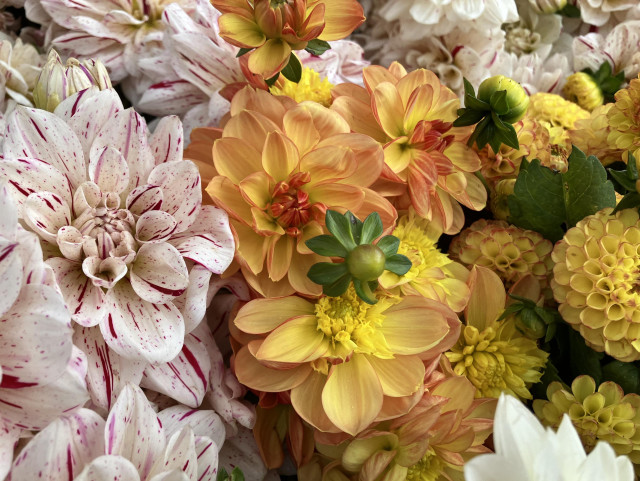 Three different types of dahlia blooms:
- White with purple striping
- A brilliant yellow with a scarlet underside, looking almost waxy
- More brilliant yellow, but small petals tucked into a ball