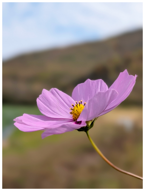 A close-up of a single lavender flower with a yellow center and delicate petals, set against a softly blurred background of green and brown hills under a pale blue sky.