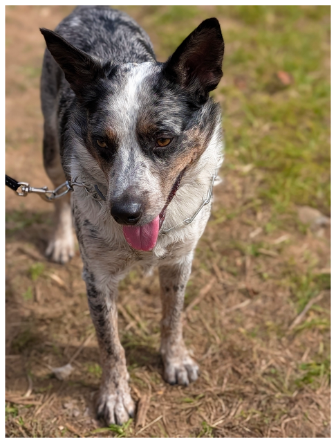 A black, gray, and white Australian Cattle Dog stands on grass and dirt, panting with its tongue out. The dog has perked ears, alert eyes, and is attached to a leash. The sunlight highlights its speckled fur and muscular build.