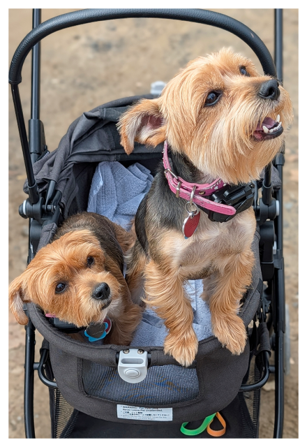 	
Two small brown yorkshire terriers sit in a black pet stroller. One dog stands with front paws on the edge, mouth open as if barking or excited, while the other lies down, looking up. Both wear collars with tags. The stroller sits on a neutral outdoor surface.