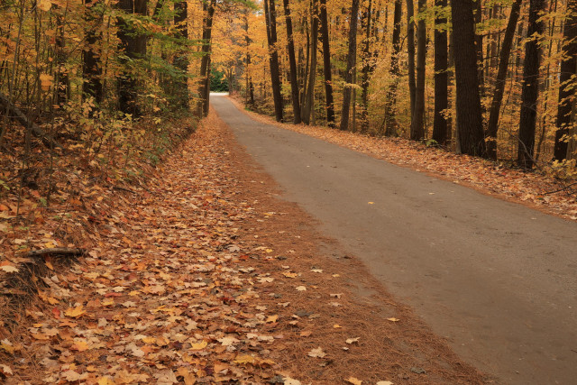 This is an autumn season photo of a straight portion of a long driveway into the parking lot of a hiking trail. The shoulders on both sides of the unpaved driveway are covered with fallen leaves. Trees line both sides, as the lane cuts through a mature forested area. The entrance from the road can be seen in the distance in the photo.  