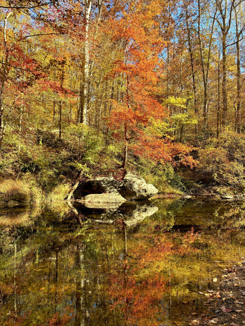 A creek quietly flows through the woods on a sunny autumn day, surrounded by bright colors. Several large rocks are visible along the bank, their shapes and the vibrant foliage reflected in the water.