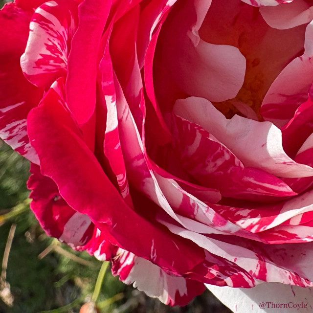 Close up of the open petals of a red-pink and white striped rose.