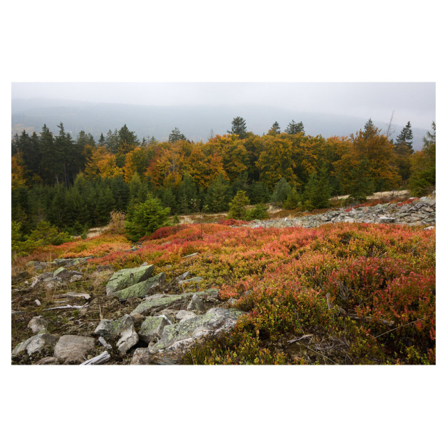 Landscape image looking down a rocky incline partly covered in red-orange heather. In the background, mixed woodland trees in front of a mountain range can be seen. The light is cool with fog covering the mountains.