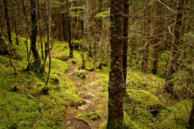 The image depicts a dense forest scene with a narrow, winding path. The path is covered with a layer of moss and small rocks, indicating a natural, unpaved trail. The surrounding trees are tall and slender, with some bare branches, suggesting it might be late autumn or early spring. The forest floor is lush with green moss, creating a vibrant carpet of color. The trees are closely spaced, with their trunks covered in patches of moss, adding to the forest's rich texture. The overall atmosphere is one of tranquility and natural beauty, with the interplay of light and shadow creating a serene environment.