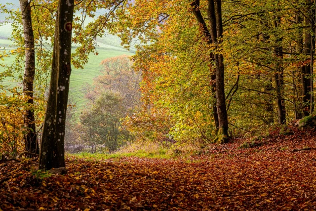 Waldweg, mit rostroten Buchen Blättern bedeckt. Am Ende des Weges lichtet sich der Wald in offene, hügelige Gegend. 
Leichter Dunst dämpft die Herbstfarben  etwas.
