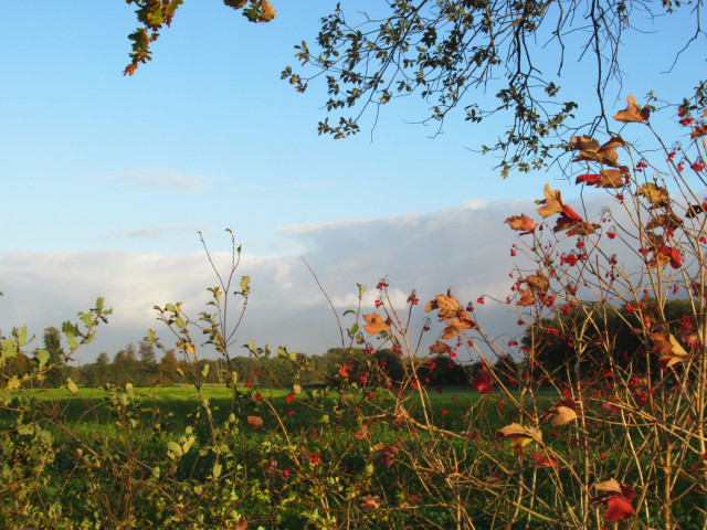 Eine Wiese hinter Zweigen im Herbstkleid