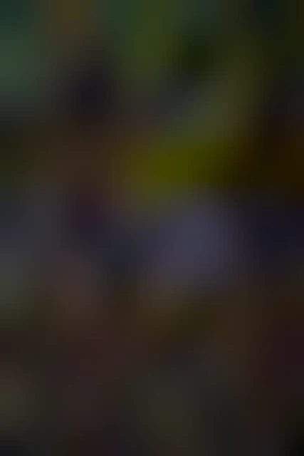 Trees showing red and yellow autumn colours hang down over a stream. Leaves cover the ground in the foreground and the background is filled with trees of various colours.