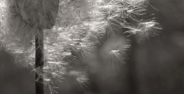 A black and white macro photograph with a sepia tint of the base of a ripe cattail ear, whose downy seeds are beginning to escape in the wind. Each tiny seed is attached to fine hairs, which act like wings for their transport. Some seeds are already flying in the air around the ear.

Photographie macro en noir et blanc avec une teinte sépia de la base d'un épi de quenouille, mûr et dont les graines duveteuses commencent à s'échapper sous l'action du vent. À chaque minuscule graine sont attachées de fins cheveux, qui agissent comme des ailes pour leur transport. Certaines graines sont déjà en vol dans l'air autour de l'épi.