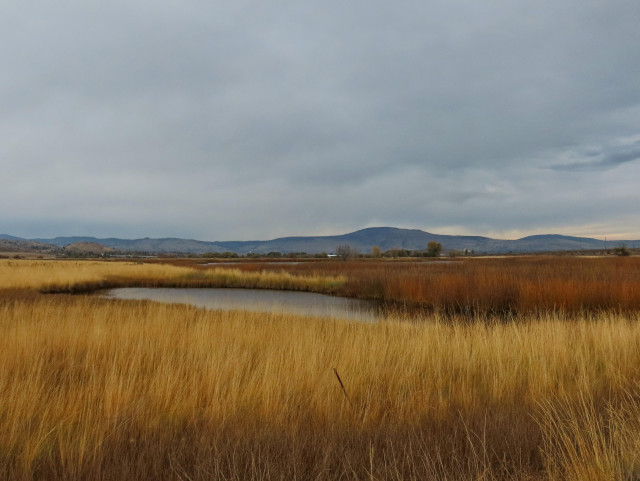Photo of a richly sodden, autumnal landscape of a wetland pond surrounded by tall, dark gold stands of grass, dark orange stalks of tule rushes, and the smirched, sandy straws of blown cattails. Overhead, almost obscuring the shadowy, low foothills on the horizon is a stormy sky so thick with grey cloud a needle couldn't pierce it. The rain will begin again any moment, and everything smells heavy and wild.