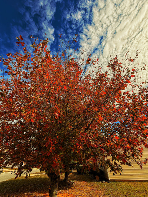 The image shows a large tree with vibrant red leaves against a partly cloudy blue sky. The tree dominates the frame and appears to be in full autumn foliage.  There is a light-colored house partially visible in the background, to the right of the tree. The ground around the tree is covered in fallen leaves of similar color. The sky is blue with scattered white clouds, creating a contrast with the red foliage of the tree.