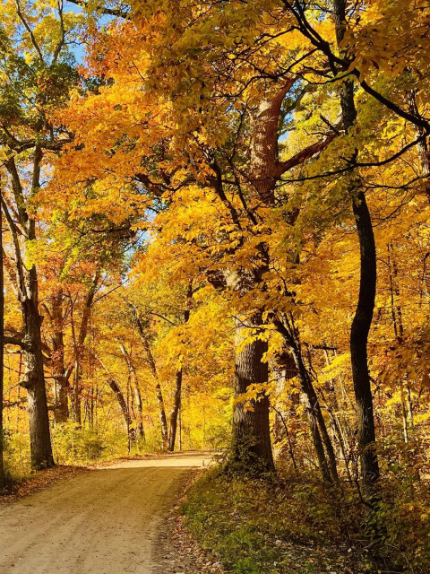 A dirt road through a forest surrounded by trees with yellow and orange leaves. In my area of Michigan the yellow are most likely hickory trees and the orange will be oak. The path is one lane wide and starts in the lower left and disappears over the crest of a small hill, leading into the unknown. 