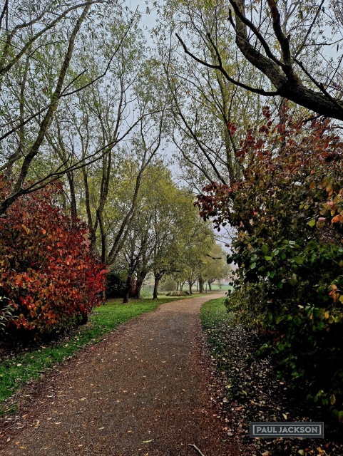 A tranquil scene along a winding path, beautifully illustrating the transition of the seasons into autumn. The foreground is dominated by a reddish-brown, textured pathway that draws the viewer's eye straight toward the middle ground, where it gently curves out of sight to the right and then re-appears further in the distance. Either side of the path, the foliage provides a dramatic display of seasonal change, with a vibrant shrub on the immediate left blazing in a deep, fiery red, offering a striking contrast to the taller trees that line the way still retaining many shades of green and yellow-green. 

In one corner of the image, there's the photographers name that reads "PAUL JACKSON" in white text on a dark rectangular background.
