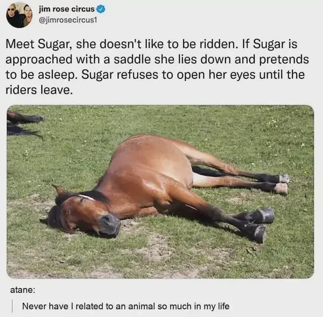 it’s an image of a horse looking asleep on a patch of grass. it was posted by a Jim Rose Circus account. it says:

«Meet Sugar, she doesn't like to be ridden. If Sugar is approached with a saddle she lies down and pretends to be asleep. Sugar refuses to open her eyes until the riders leave.»

right under it is a comment by an Atane. it says: «Never have I related to an animal so much in my life.»