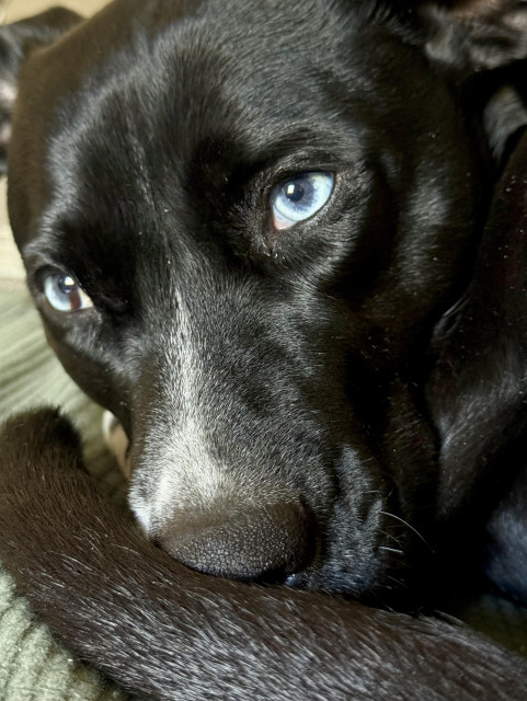 Bubbles the dog, curled up on the sofa with her nose tucked against her tail for a little extra warmth.