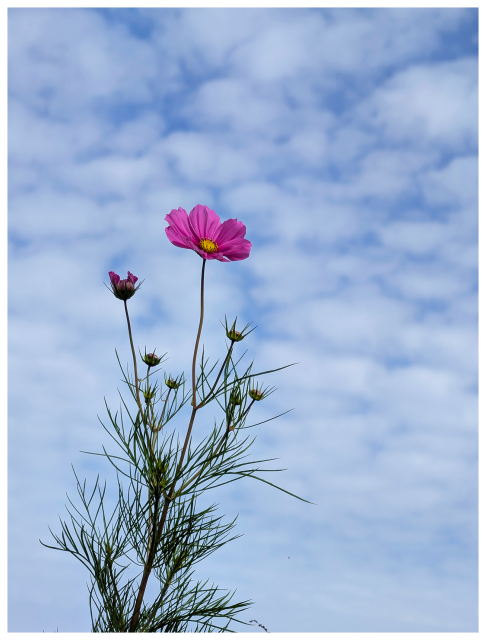 A tall pink cosmos flower and several buds on thin green stems stand against a bright sky filled with scattered, fluffy white clouds. 