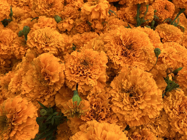 A whole bunch of bright orange marigold blooms, all clustered together