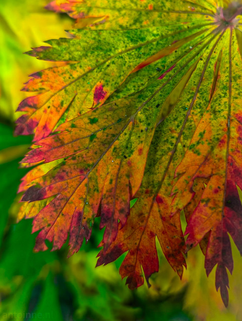 A leaf displaying the vibrant transition of autumnal color change. The colors are rich and saturated, moving from deep, lush green near the center and upper parts of the leaf to brilliant yellows, oranges, and fiery reds toward the edges and tips. 