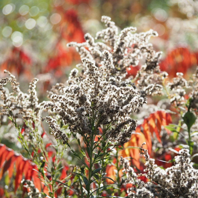 A goldenrod gone to seed, haloed in sunlight, and a blurred field of other goldenrod (brown and white seed heads on still green stems), mixed in with staghorn sumac saplings (turned autumn red) stretching out behind it.